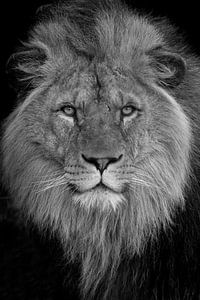 Lion sur RT Photography