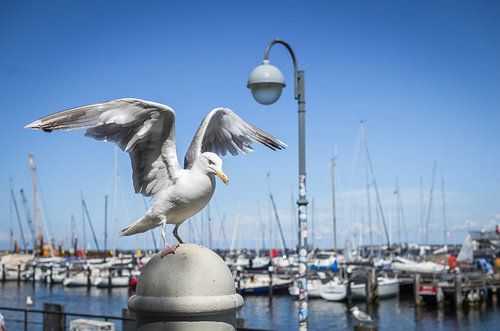 Zeemeeuw bij de haven