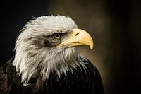Close-up Bird of Prey II
