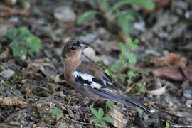 The little bird! by Photography_by_neris