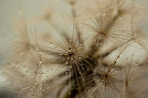 Pluisjes