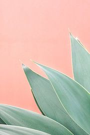 Botanical Gran Canaria | Green and coral pink | Photo print Canary Islands travel photography by HelloHappylife