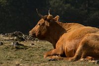 Sayaguesas rund in Nationaal Park Drents-Friese Wold