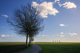 Eine Baumreihe im Johannes-Kerkhoven-Polder von Bo Scheeringa Photography