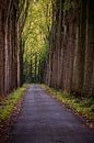 Herbstliche Bäume von Rob van der Teen Miniaturansicht