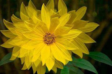 Artistieke gele bloem van Corinne Welp