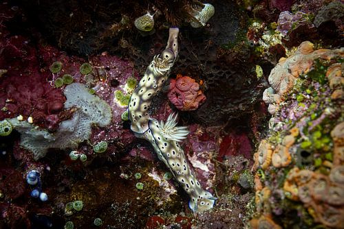 Sea snail @ Komodo, Indonesia