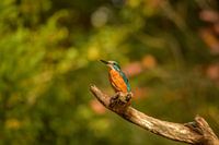 kingfisher