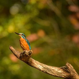 kingfisher by Susan van Etten