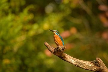 Eisvogel von Susan van Etten