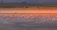 Flamingos forage at the lake of Fuente de Piedra.