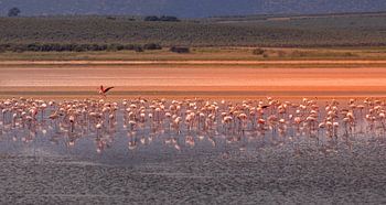 Des flamants roses s'alimentent au lac de Fuente de Piedra.