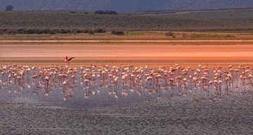 Flamingo's foerageren aan het meer van Fuente de Piedra.