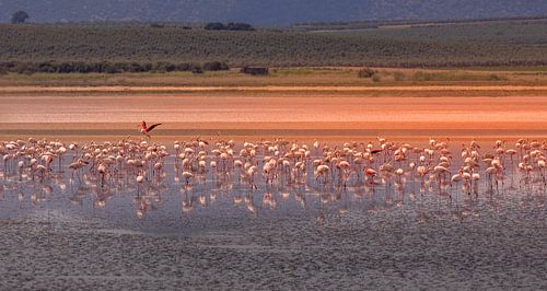 Des flamants roses s'alimentent au lac de Fuente de Piedra.