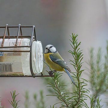 Pimpelmees kijkt recht in camera. van Huub de Bresser