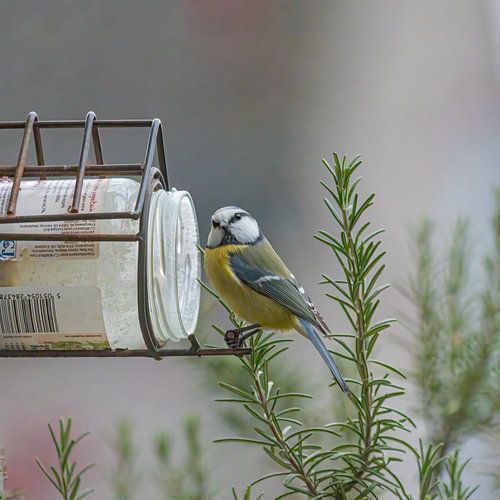 Pimpelmees kijkt recht in camera.