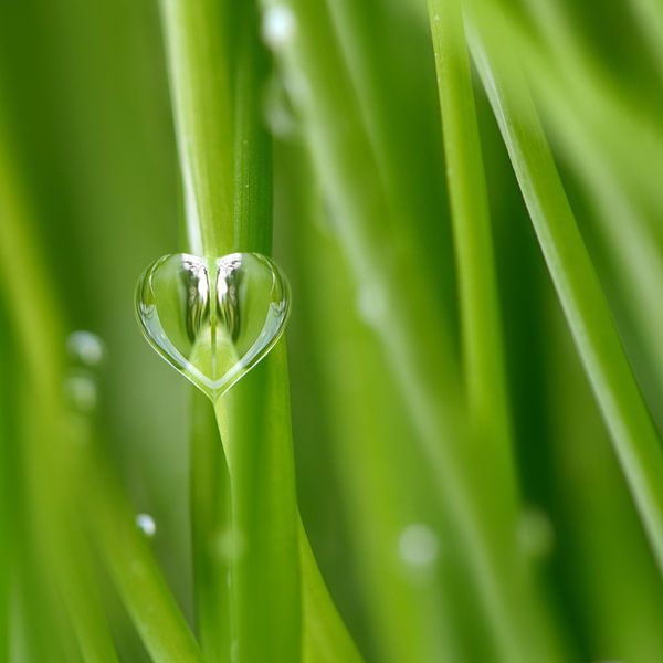 The heart, a symbol of love by Violetta Honkisz