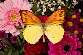 An exotic butterfly on a flower