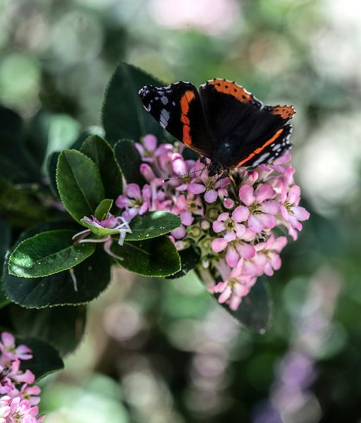 Butterfly by MirjamCornelissen - Fotografie