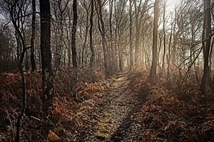 Wald im Groote Peel National Park von Rob Boon