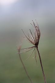 Thistles in the morning mist by Marianne Vintcent