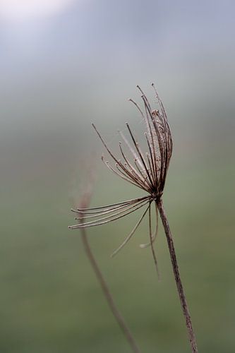 Chardons dans la brume du matin