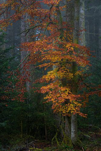 De herfstboom