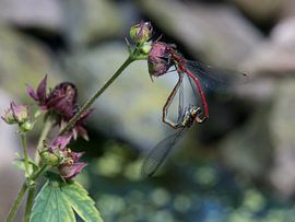 Liefdes Wiel van Water Juffers sur Sieger Homan