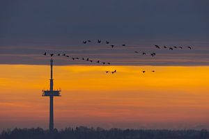 Fernsehturm bei Regensburg bei Sonnenaufgang mit einem Schwarm Vögel von Robert Ruidl