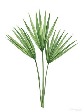 Poëtische plantkunde – Palmboom in het wit