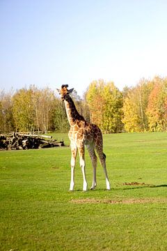 Baby giraffe van Inge van Schaick