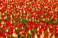 Tulpen in rood en geel par Dirk Jan Kralt Aperçu