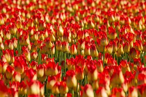 Red and yellow tulips sur Dirk Jan Kralt