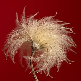 Fragile, rugged beauty – flecks of light in the warm glow by Marjolijn van den Berg
