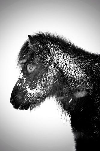 A black horse in the snow by Elisa in Iceland