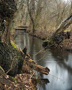 Rêver au bord d'un ruisseau de forêt sur Gerben Noortman