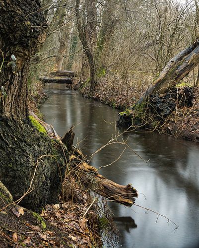 Rêver au bord d'un ruisseau de forêt