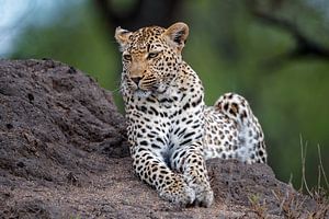 Leopard (Panthera pardus) auf einem Termitenhügel liegend