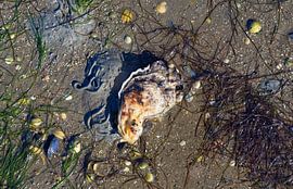 Low tide in the mudflats of the Wadden Sea National Park by Peter Eckert