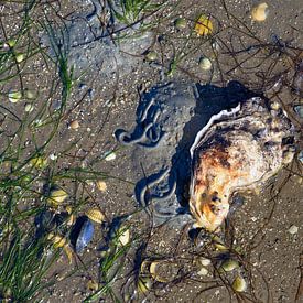 Low tide in the mudflats of the Wadden Sea National Park by Peter Eckert