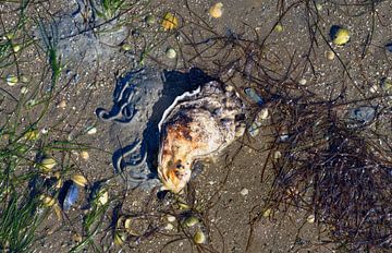 Low tide in the mudflats of the Wadden Sea National Park by Peter Eckert