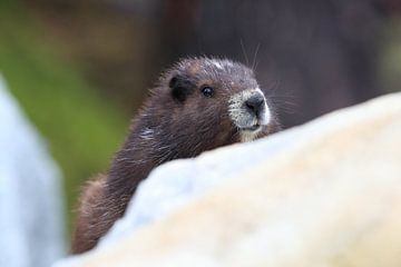 Vancouver Eiland Marmot, Marmota vancouverensis, Mount Washington, Vancouver Eiland, BC, Canada van Frank Fichtmüller