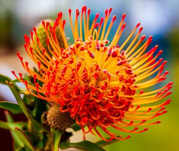 Oranje Suikerbos bloem (Protea) Close-up van Lieuwe J. Zander