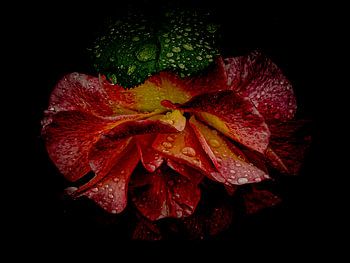 Dauwdruppels op Fluwelen Bloembladeren