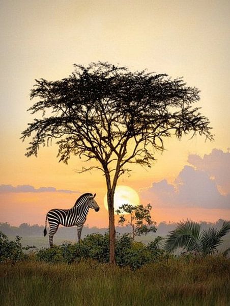African savannah by PixelPrestige