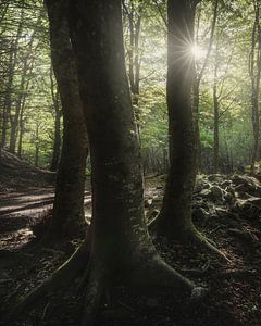 Drei Bäume im Wald, Toskanischer Apennin