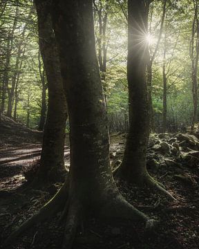 Three trees in the forest, Tuscan Apennines by Stefano Orazzini