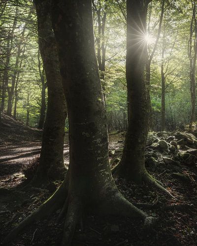 Drie bomen in het bos, Toscaanse Apennijnen