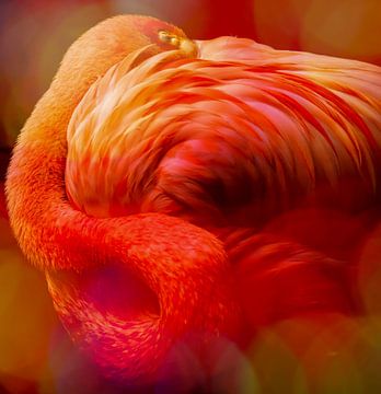 Flamingo, Asleep by Marja van den Hurk