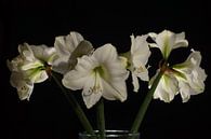 Amaryliss-Bouquet vor schwarzem Hintergrund von Atelier Liesjes Miniaturansicht